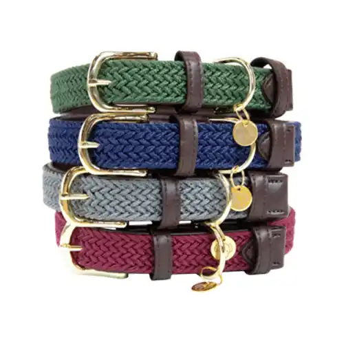Betrouwbaar Kentucky Dogwear Nylon Hondenhalsband