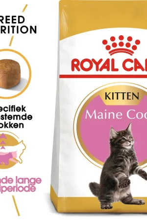 Uitverkoop Royal Canin Maine Coon Kitten - Kattenvoer