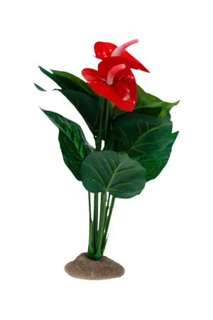 Actieprijs Terra Della Anthurium