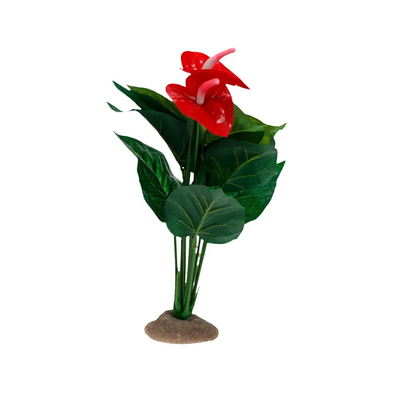 Actieprijs Terra Della Anthurium