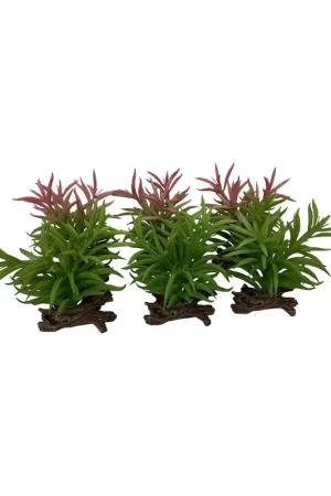 Populair Terra Della Crassula