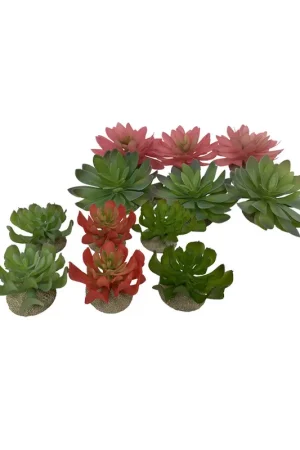 Terra Della Echeveria Shop Nu