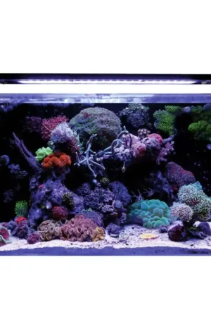 Blue Marine Reef 160 Beperkte Voorraad