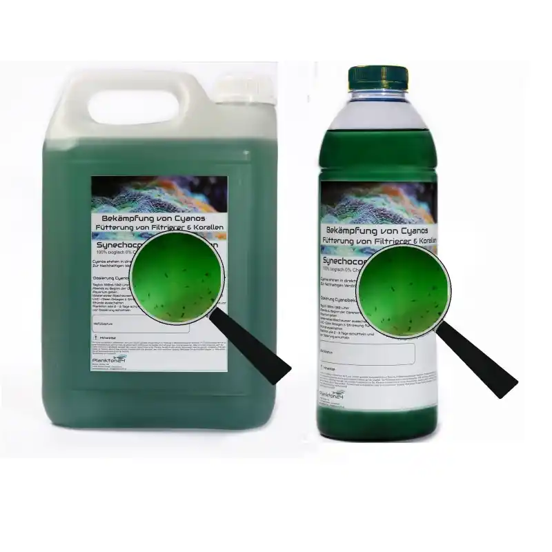 Plankton24 Synechococcus met zooplankton 1000ml Express Levering