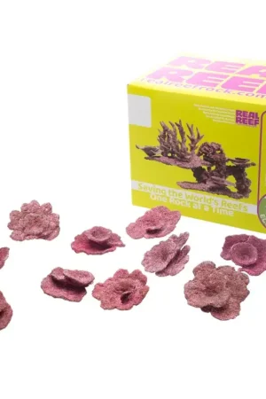 Bestel Nu Real Reef Mini Plate Corals - 10 stuks