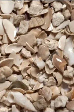 Caribsea seaflor aruba puka shell 8.16kg Korting