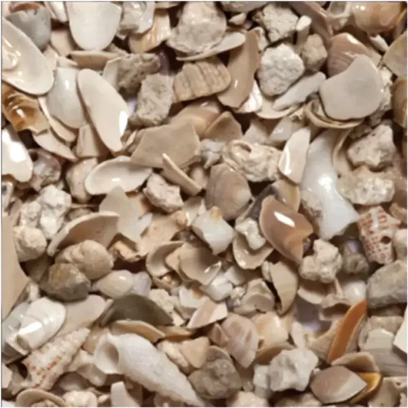 Caribsea seaflor aruba puka shell 8.16kg Korting