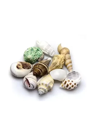 Hobby Decoratie Sea Shells Set S - 20 stuks Op = Op