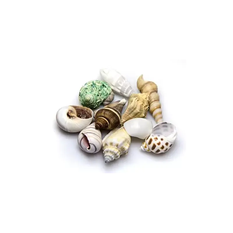 Hobby Decoratie Sea Shells Set S - 20 stuks Op = Op