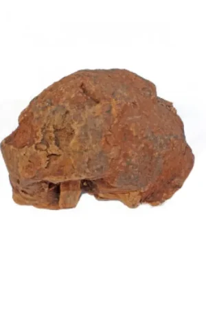 Zoolekker Olijfboom Kauwwortel 500-750 gram Populair