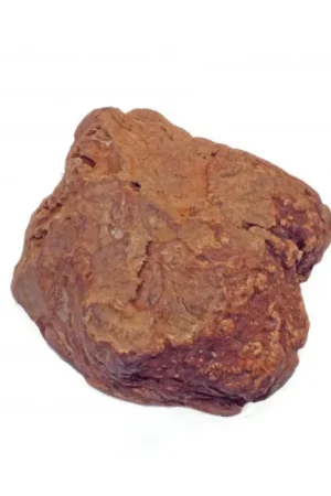 Zoolekker Olijfboom Kauwwortel 150-300 gram Beperkte Voorraad