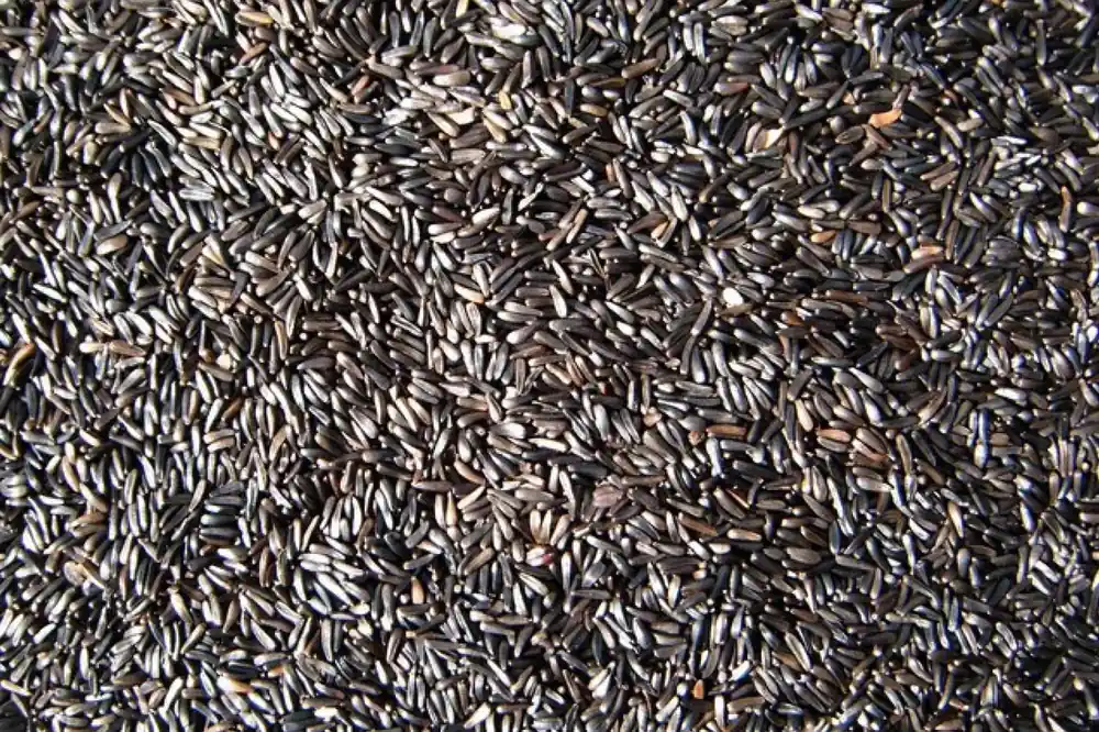 Boer Negerzaad 1 kg Korting