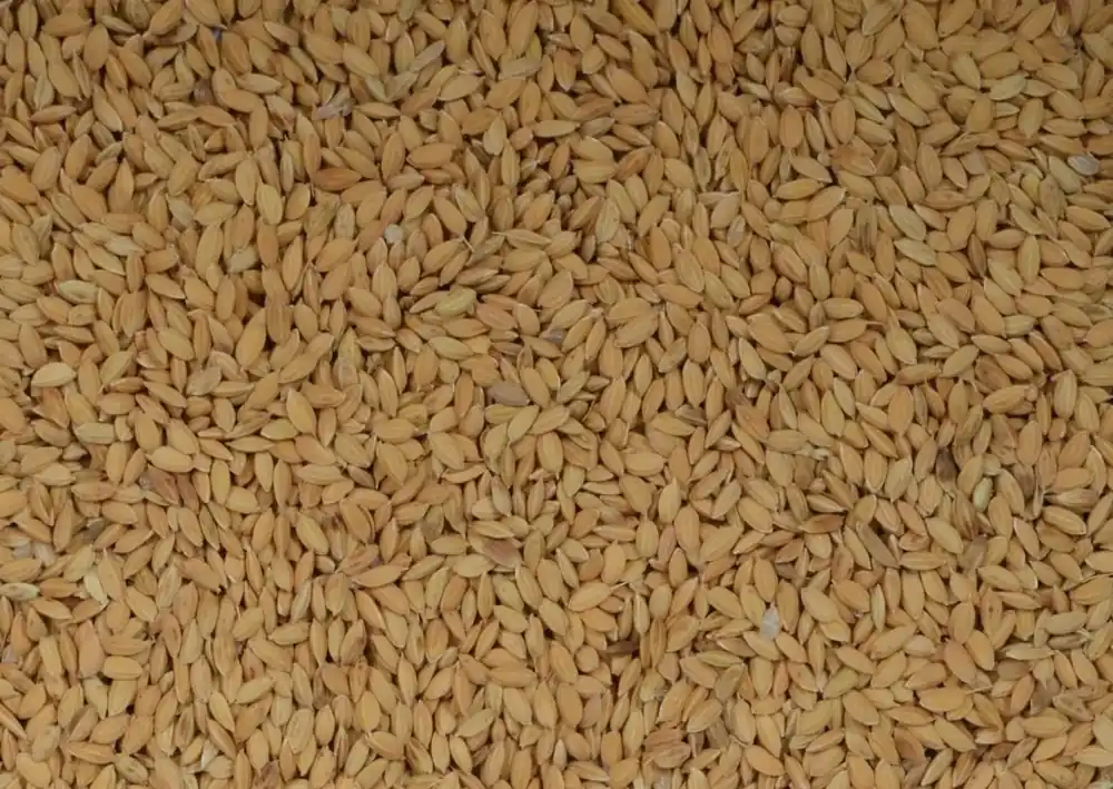 Dagaanbieding UP Paddy Rijst 1 kg
