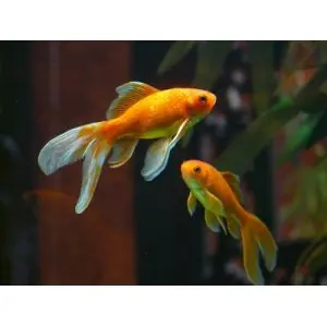 Gereduceerde Prijs Aquariums