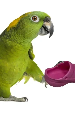 Super Bird Creations Croc Koop Online