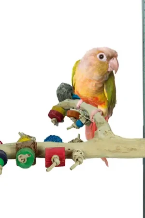 Betrouwbaar Back Zoo Nature Java Play Perch Medium
