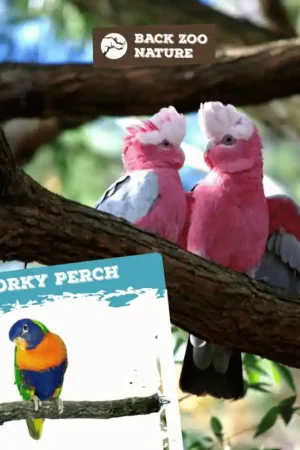 Back Zoo Nature Corky Perch Medium Premium