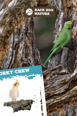 Back Zoo Nature Corky Chew Medium Lage Kosten