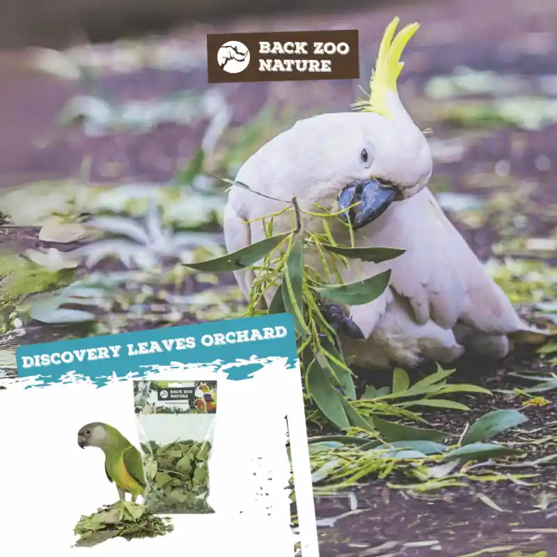 Back Zoo Nature Discovery Leaves Orchard Finale Uitverkoop