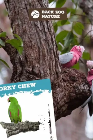 Back Zoo Nature Corky Chew Large Laatste Kans