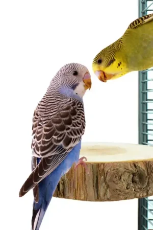 Back Zoo Nature Trunk Slice Perch Veilige Betaling