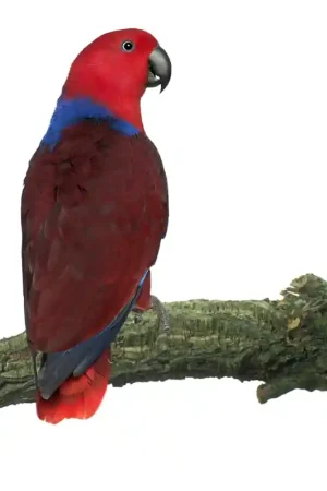 Back Zoo Nature Corky Perch Large Premium