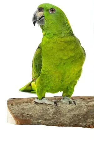 Premium Back Zoo Nature Wood Slice Perch Large
