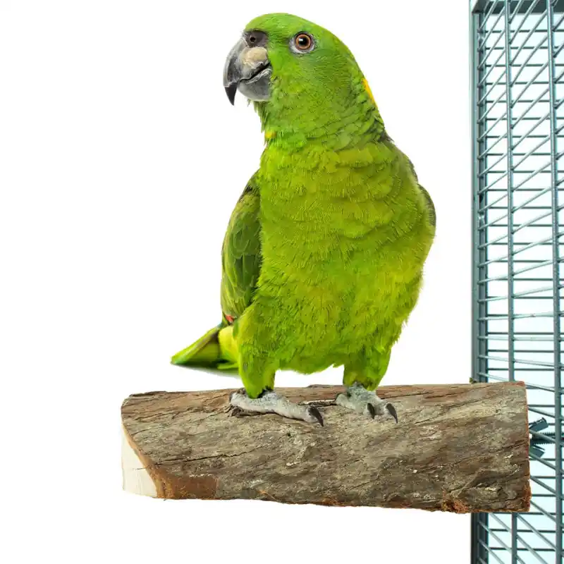 Premium Back Zoo Nature Wood Slice Perch Large