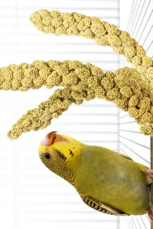 Back Zoo Nature Bamboo Grass keeper Premium