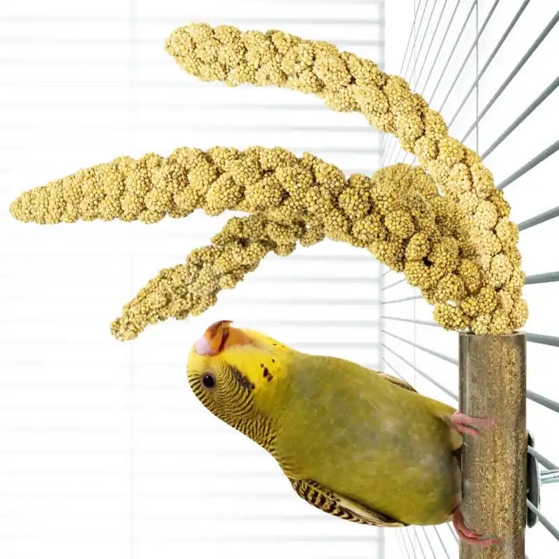 Back Zoo Nature Bamboo Grass keeper Premium
