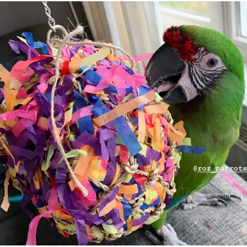 Back Zoo Nature Super Shredding Ball Large Express Levering