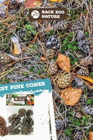 Back Zoo Nature Forest Pine Cones Nieuw