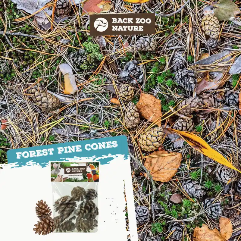 Back Zoo Nature Forest Pine Cones Nieuw