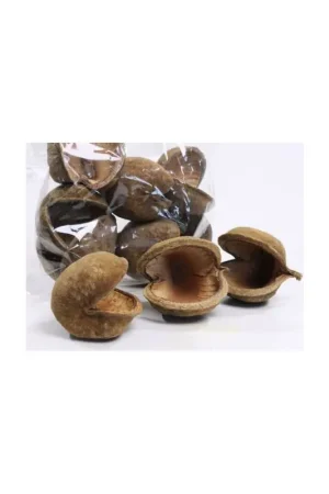 Boeddha Noot XL Naturel Uitverkoop