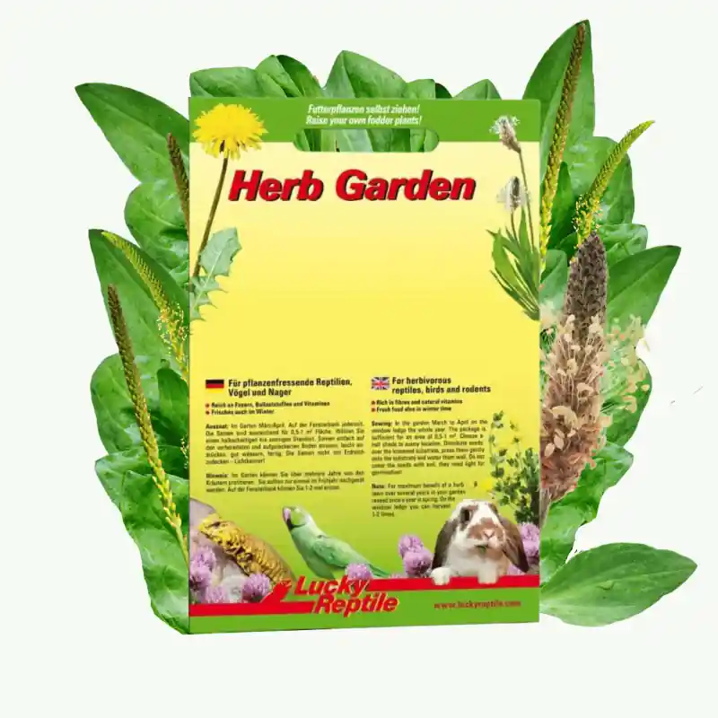Lucky Reptile Herb Garden - Ribwort (Smalle weegbree) Gecertificeerd
