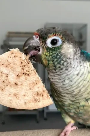 Must-Have Bird Kabob Parrot Chips - zak van 20 stuks