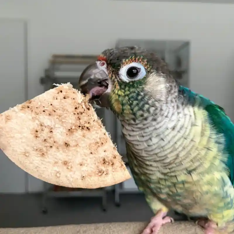 Must-Have Bird Kabob Parrot Chips - zak van 20 stuks