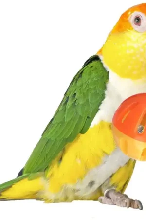 Super Bird Creations Birdie Ball Veilige Betaling