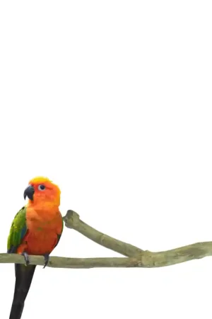 Back Zoo Nature Duo Perch Teak Medium Speciale Aanbieding