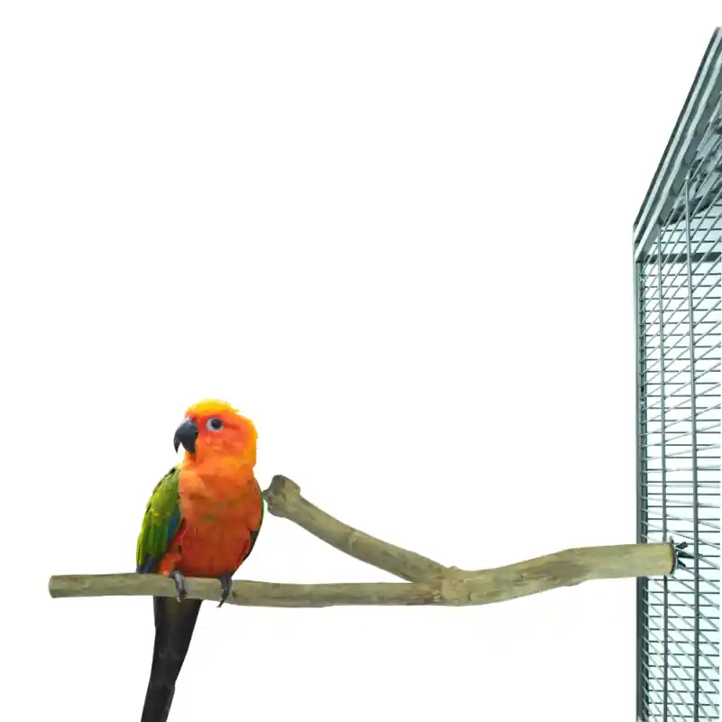 Back Zoo Nature Duo Perch Teak Medium Speciale Aanbieding