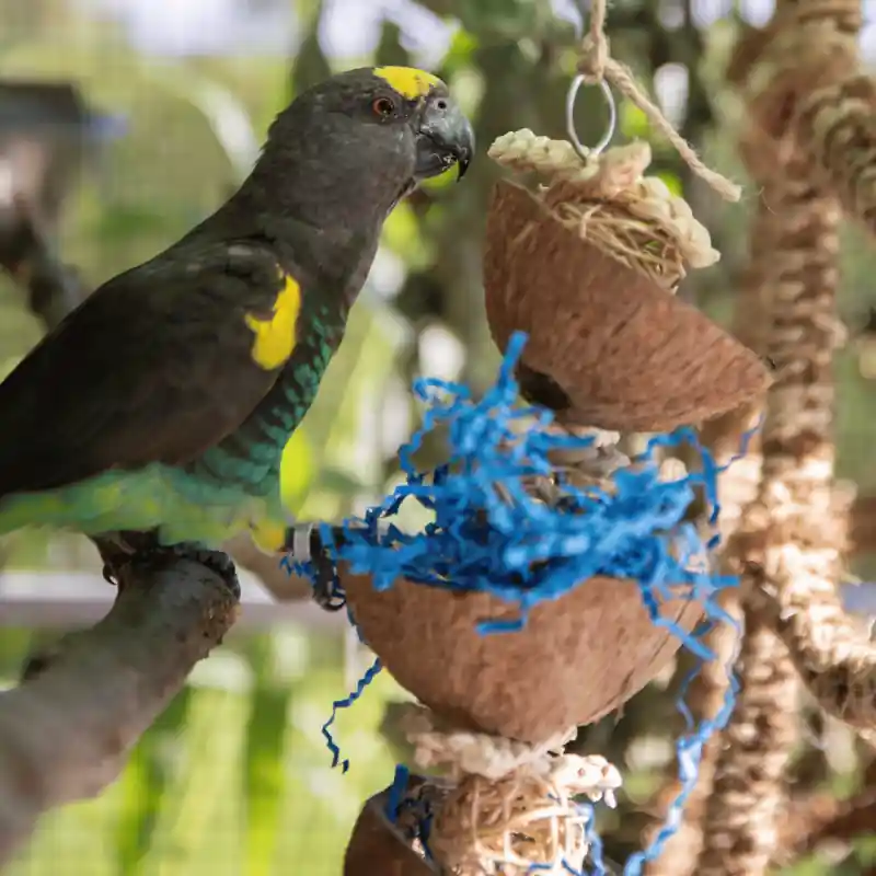 Back Zoo Nature Coco Bucket Tower Merkproduct