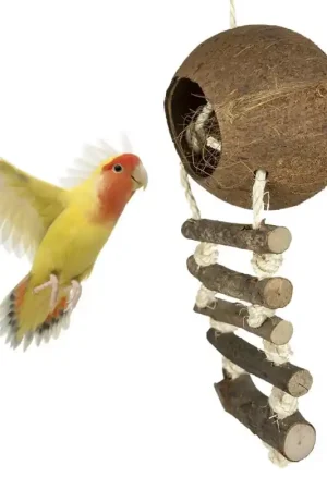 Back Zoo Nature Coconut with Ladder Hete Deal