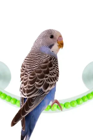 Petlala Happy Shower Perch Small Tijdelijk Beschikbaar