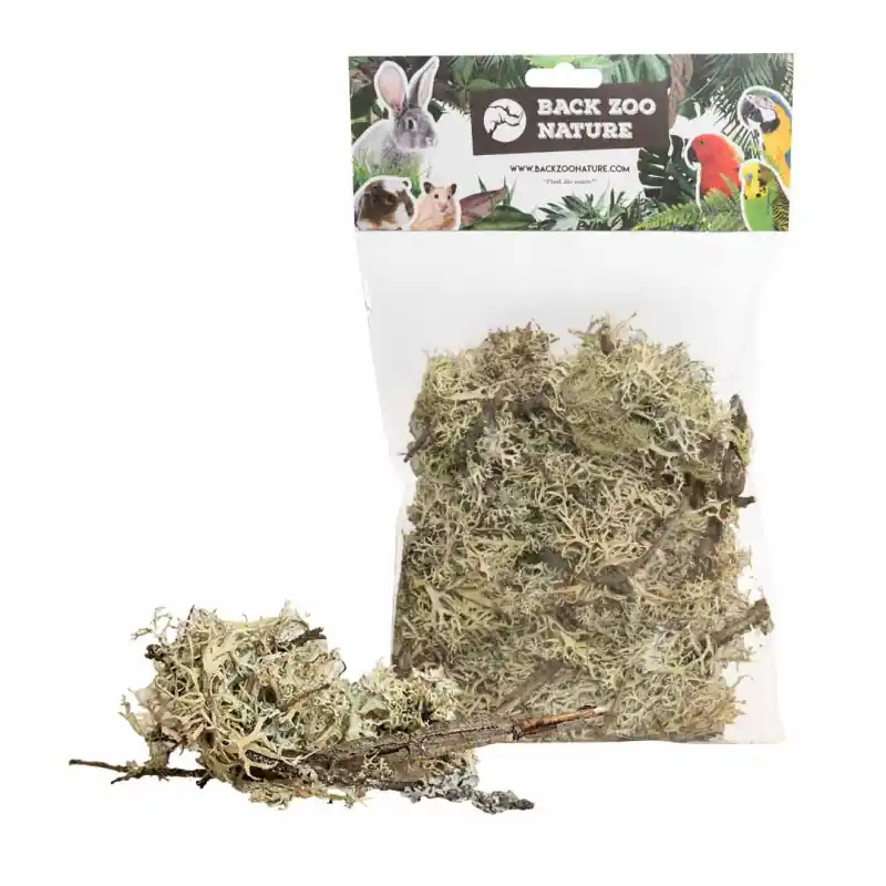 Back Zoo Nature Branch Moss Rechtstreeks Van De Fabrikant
