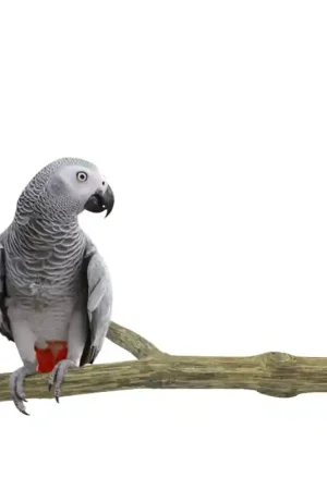 Superprijs Back Zoo Nature Duo Perch Teak Large