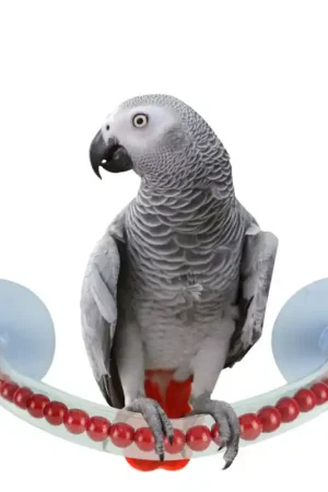 Beste Prijs Petlala Happy Shower Perch Large