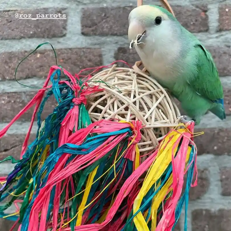 Actieprijs Back Zoo Nature Hay Sway