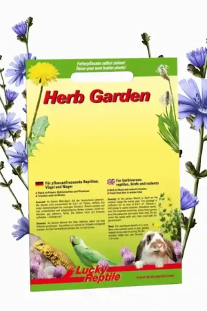 Gecertificeerd Lucky Reptile Herb Garden - Common Chicory (Wilde cichorei)