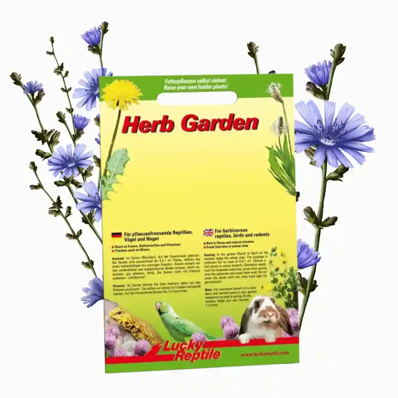 Gecertificeerd Lucky Reptile Herb Garden - Common Chicory (Wilde cichorei)