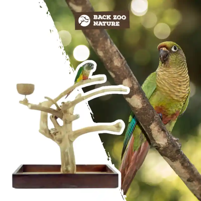 Exclusieve Aanbieding Back Zoo Nature Java Tree Playstand + Plateau Premium Small